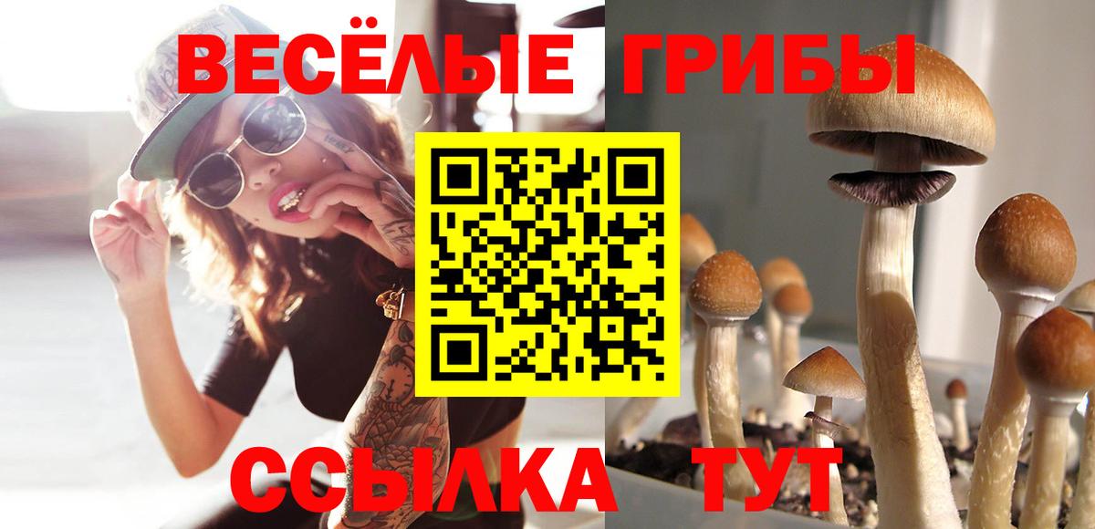 Псилоцибиновые грибы Cubensis Александров